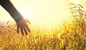 hand-in-harvest Hand in harvest